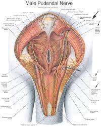 The muscles and fasciæ of the thigh. Pin On Human Anatomy Study