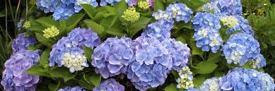 Maybe you would like to learn more about one of these? Hydrangea Estabrook S