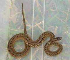 Pin On Nature Log