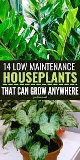 14 Low Maintenance Houseplants That Can Grow Anywhere In 2021 Plants Houseplants Ornamental Plants