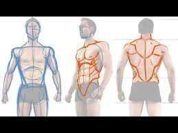The large and complex group of muscles work together to support the spine, help the extensor muscles are attached to back of the spine and enable standing and lifting objects. How To Draw The Male Figure And Torso Muscles Youtube