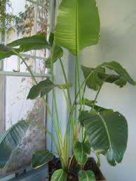 Image result for Strelitziaceae