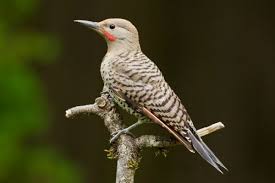 How to stop woodpeckers from pecking on the house? How To Prevent Woodpeckers From Damaging Your House