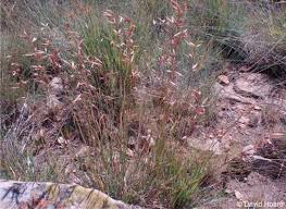 Image result for Monocymbium