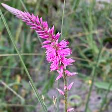 Image result for Hermbstaedtia scabra