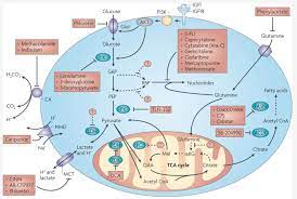 Dichloroacetate Dca An Accessible Drug To Fight Cancer Cancer Treatments From Research To Application