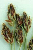 Image result for Bulbostylis pusilla