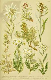 N86 W1150 Botanical Drawings Botanical Illustration Botanical Illustration Vintage A straightforward guide to drawing graphs in ks3 and gcse science coursework and exams. n86 w1150 botanical drawings