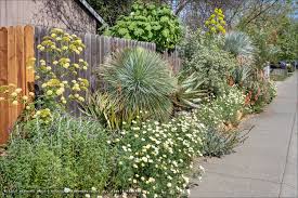 Image result for Ursinia montana