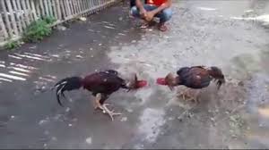 Animal Care And Control Animales Nearest El Pollo Loco 3