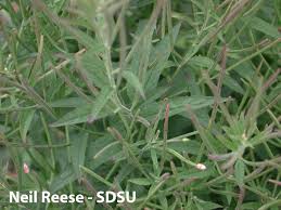 Image result for Otholobium foliosum