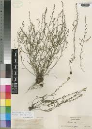 Image result for Aeollanthus neglectus