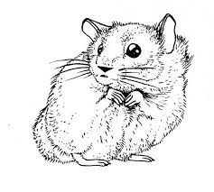9 primaire coloriage hamster image de communion poisson