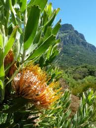 Image result for Phylica emirnensis