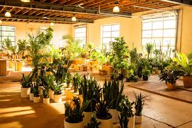 Determined to keep bringing sunshine and beauty even in the tough times. Here We Grow Again 7 Cool Twin Cities Plant Shops Minnesota Monthly