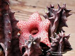 Image result for Huernia kirkii