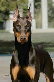 doberman dobermanpinscher dog dogsofinstagram dogs dobie dobermansofinstagram dobermanpride dobermann k doberman pincher porody shenkov doberman shenki