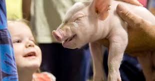 Aksarben Stock Show gives students a glimpse — and a whiff — of farm life