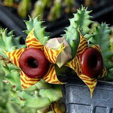 Image result for Huernia zebrina