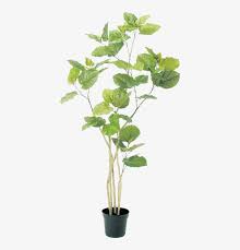 Vector illustration with flower pot in flat style. 0 Tree Psd Plant Illustration Botanical Illustration Plants In Pots Photoshop Free Transparent Png Download Pngkey