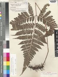 Image result for Triplophyllum