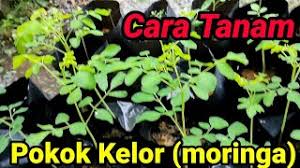 Check spelling or type a new query. Cara Menanam Pokok Kelor Atau Moringa Youtube