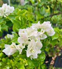 Image result for Bougainvillea