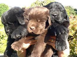 Maybe you would like to learn more about one of these? Quality Newfoundland Puppies For Sale Yarm North Yorkshire Pets4homes
