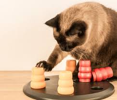 Maybe you would like to learn more about one of these? Trouble With Food Puzzles For Pets Try These 6 Tips