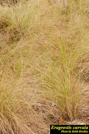 Image result for Eragrostis curvula