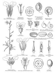 Image result for Crambe kilimandscharica