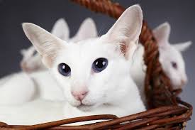 5 Beyaz Kedi Cinsi Miyavliyo