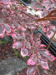 What you will notice is burning around the edges, and in severe cases, leaf curl. Tricolor Beech Fagus Sylvatica Roseomarginata At Oakland Nurseries Inc Pretty Plants Trees To Plant Town And Country Gardens
