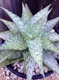 Image result for Aloe mossurilensis