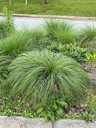 Image result for Sporobolus