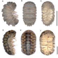 Image result for Indigofera subulifera