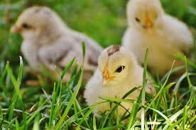 Check spelling or type a new query. 17 Best Hatcheries To Buy Chickens Online Know Your Chickens