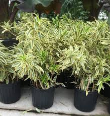 Save on small indoor plants. Song Of India Plant Dracaena Indoor Flowering Plants Plants Low Maintenance Plants