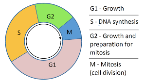 Deseja receber as notícias mais importantes em tempo real? Difference Between G1 And G2 Phase Of Cell Cycle Compare The Difference Between Similar Terms
