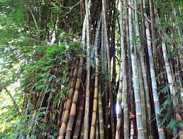 Image result for Dendrocalamus