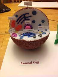 Animal Cell Animal Cell Cells Project Animal Cell Project