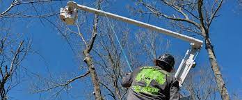 Maybe you would like to learn more about one of these? Precision Tree Service Tree Removal Company Birmingham Al