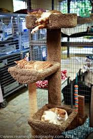 Our goal is to find the pet that is right for your family. 22 Kc Pet Project Ideas Animal Shelter Animal Projects Shelter
