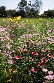 Clay Buster Meadow Mix A Brilliant Combination Of Wildflowers And Native Grasses Grows Vigorously In Compacted Wild Flowers Natural Landscaping Clay Soil