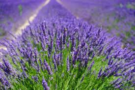 Selain keindahannya, lavender juga memiliki fungsi lain yaitu untuk bisa dilihat dari gambar di atas, teratai memiliki daun lebar dan bunga yg cantik. Bunga Lavender Makna Taksonomi Ciri Morfologi Manfaat Cara Tanam