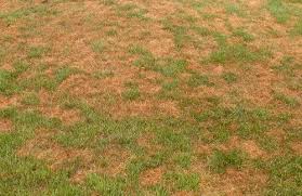 Lawn Disease Identification Control In Ohio