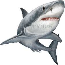 Black And White Cute Black And White Shark Clipart A Jpg 500 500 Haizeichnung Meerestiere Majestatische Tiere
