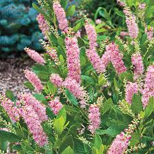 Maybe you would like to learn more about one of these? Ruby Spice Summersweet Spring Hill Nurseries