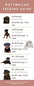 If you choose to feed a combination of the two, ensure the combined amounts don't exceed your puppy's daily recommended caloric intake. 98 Dogs Ideas In 2021 Dogs Pet Hacks Dog Care