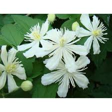 We did not find results for: Clematis Summer Snow Paul Farges Paramount Nursery Inc